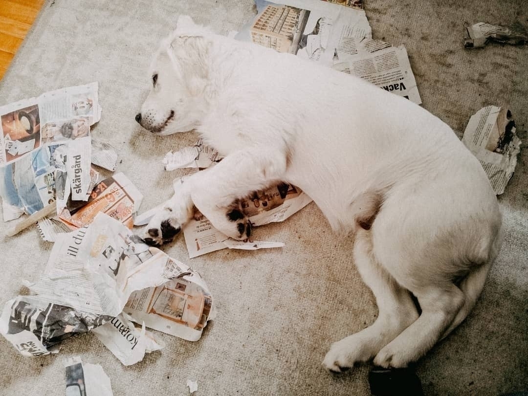Auto-generated description: A white dog is lying on the floor next to torn newspaper pieces.