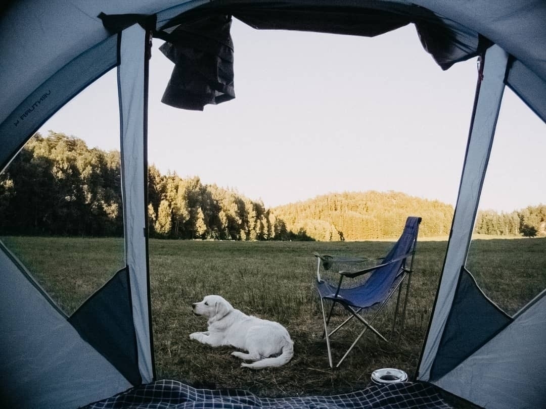 Auto-generated description: A white dog lies beside a blue camping chair inside a tent, with a grassy field and forested hills in the background.