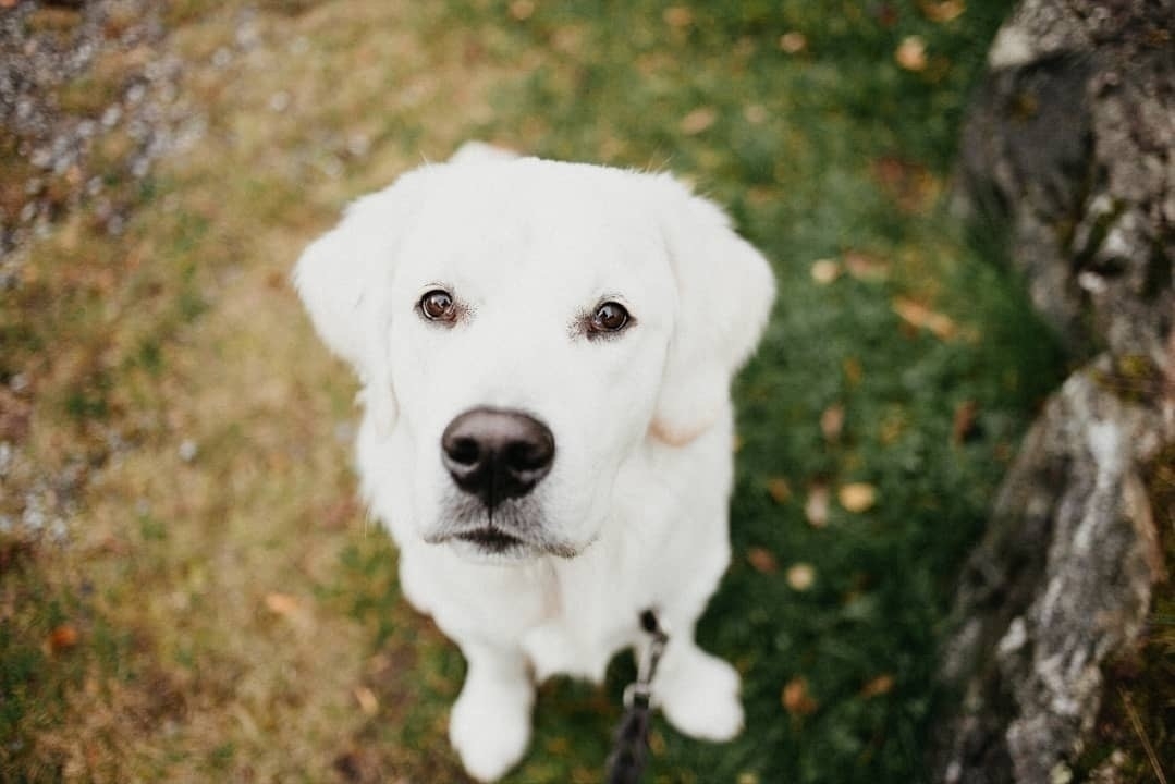 Auto-generated description: A white dog with soulful eyes sits on grass, gazing up at the camera.