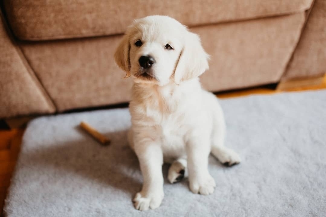 Auto-generated description: A fluffy white puppy sits on a rug in front of a couch.