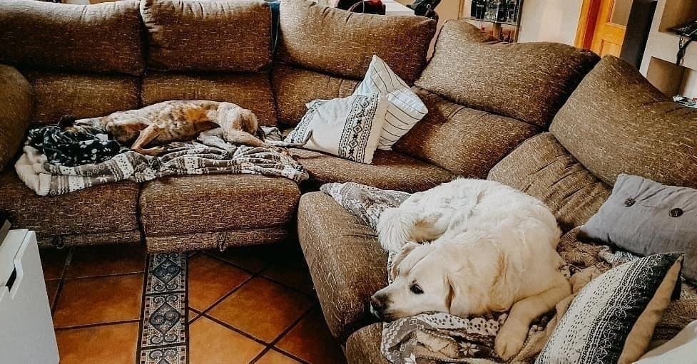 Auto-generated description: Two dogs are lounging on a brown sectional sofa with blankets and patterned pillows.