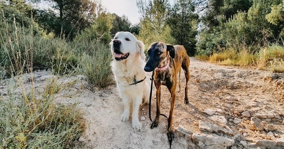 Auto-generated description: Two dogs, one fluffy and white and the other sleek and brown, stand side by side on a rocky path surrounded by greenery.