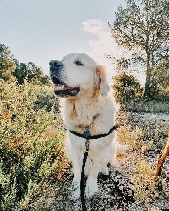 Auto-generated description: A golden retriever is sitting outdoors in a natural setting, surrounded by trees and sunlight.