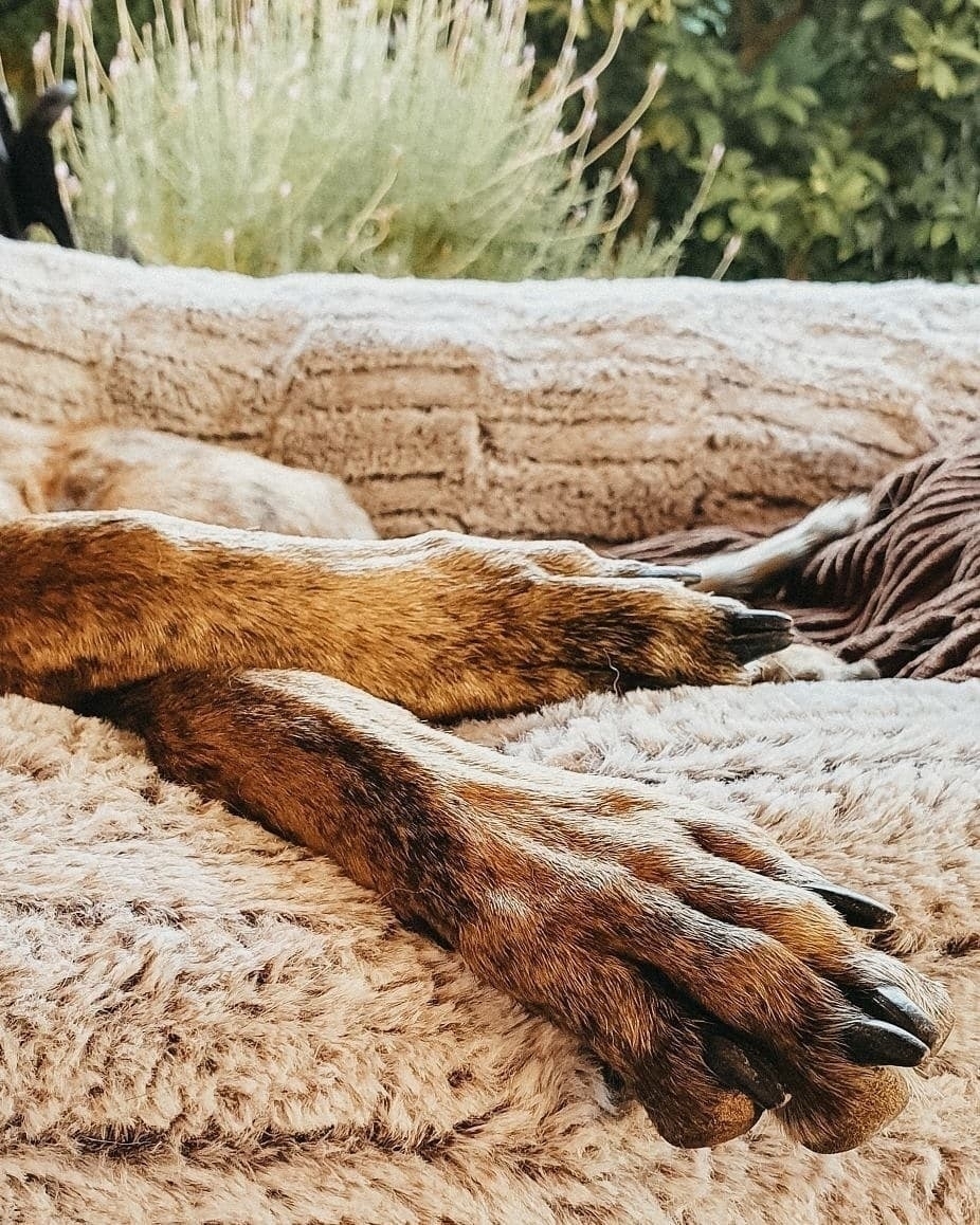 Auto-generated description: A dog