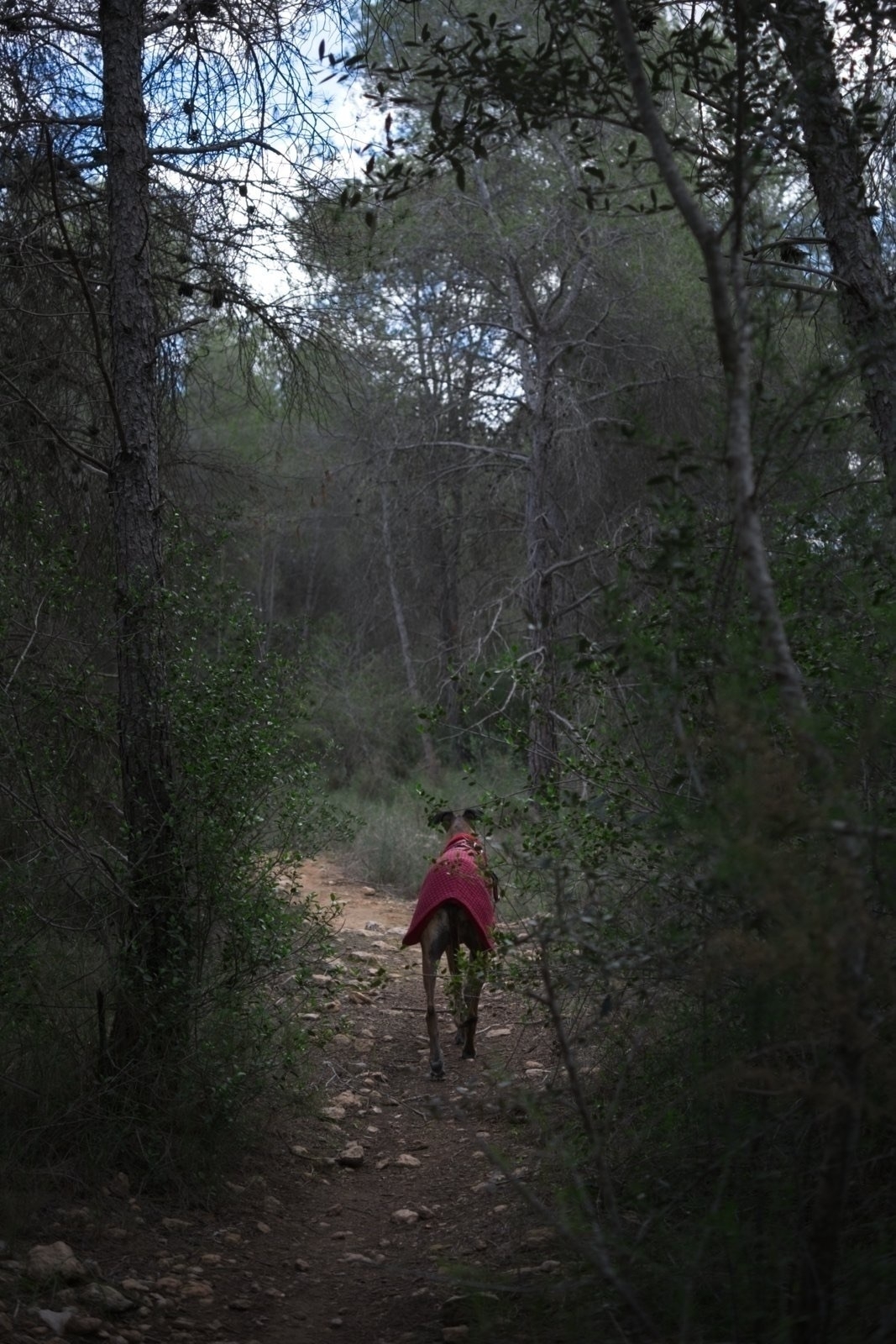 Auto-generated description: A dog wrapped in a red blanket walks along a forest path surrounded by tall trees.