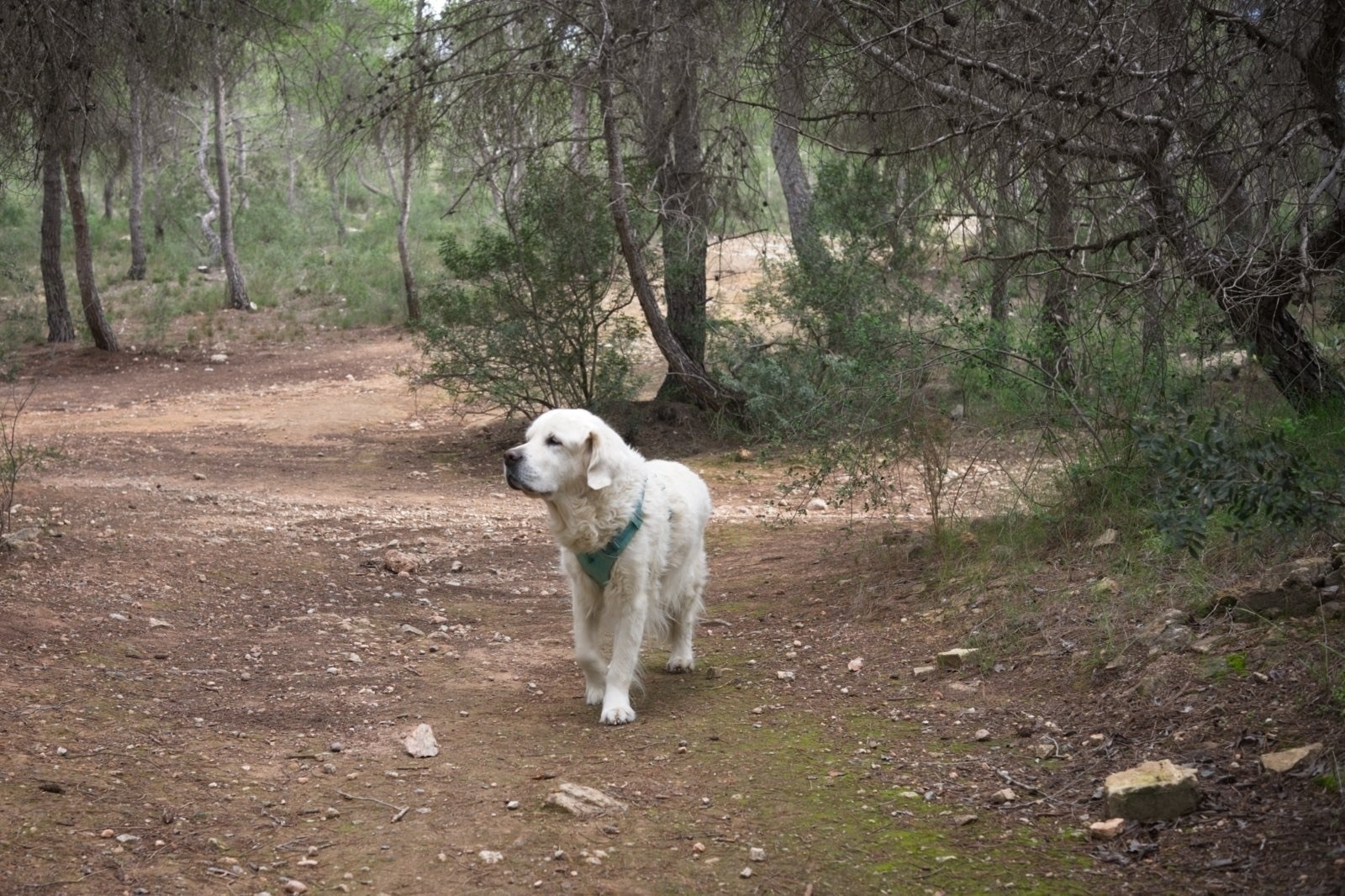Auto-generated description: A fluffy white dog wearing a green harness is walking on a forest trail surrounded by trees.