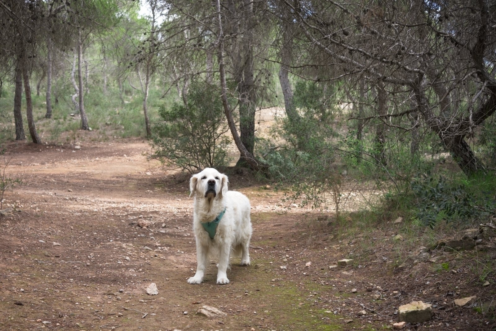 Auto-generated description: A fluffy white dog stands on a forest path surrounded by trees and greenery.