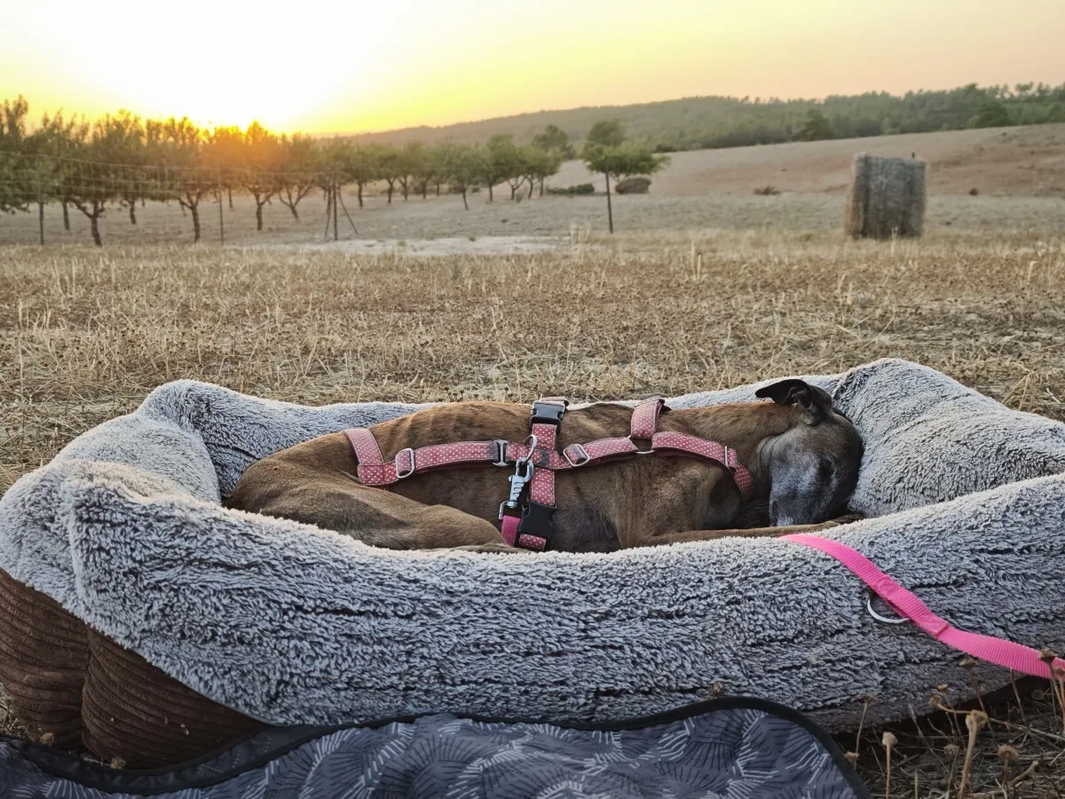 Luna comfortably sleeping during the eclipse