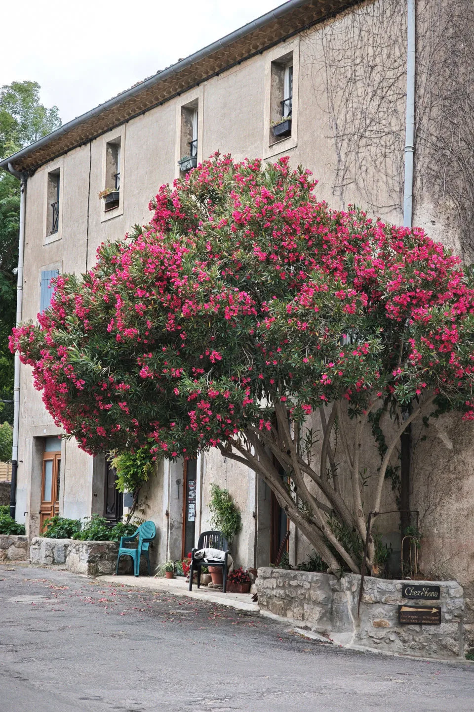 Beautiful bougainvillea tree in front of a stone house in Lagrasse