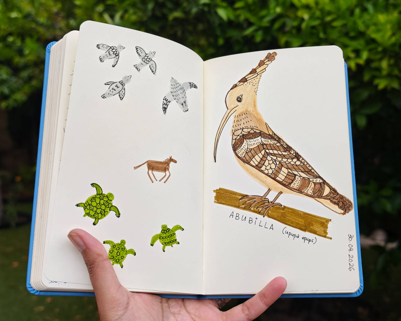 hoopoe abubilla drawing
