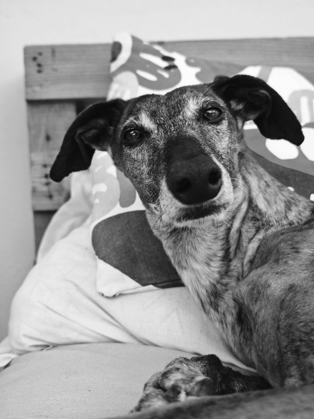 portrait of my greyhound luna